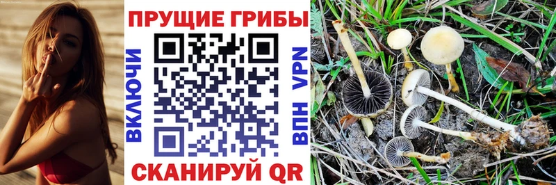 даркнет официальный сайт  Няндома  Галлюциногенные грибы Cubensis 